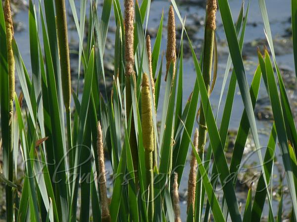Broadleaf Reedmace